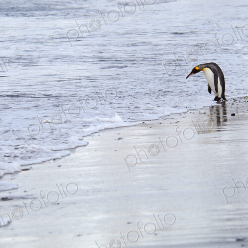 A king penguin, Aptenodytes patagonicus, on an ice floe on the seas surrounding South… A king penguin, Aptenodytes patagonicus, on an ice floe on the seas surrounding South…