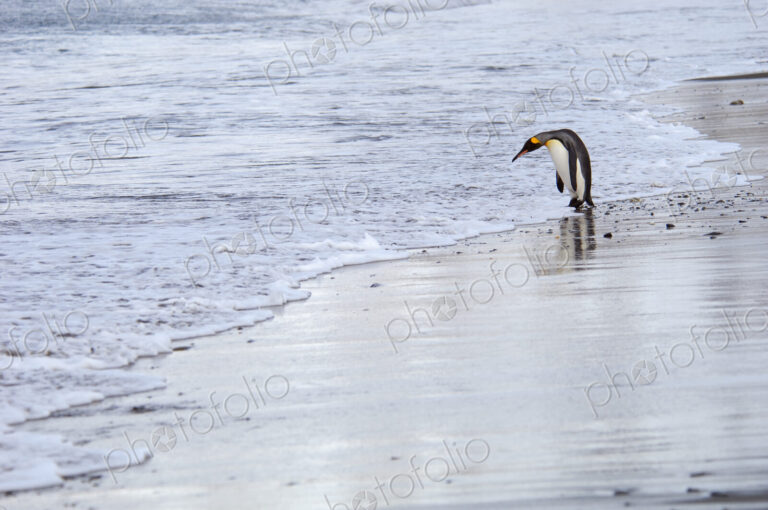 A king penguin, Aptenodytes patagonicus, on an ice floe on the seas surrounding South…