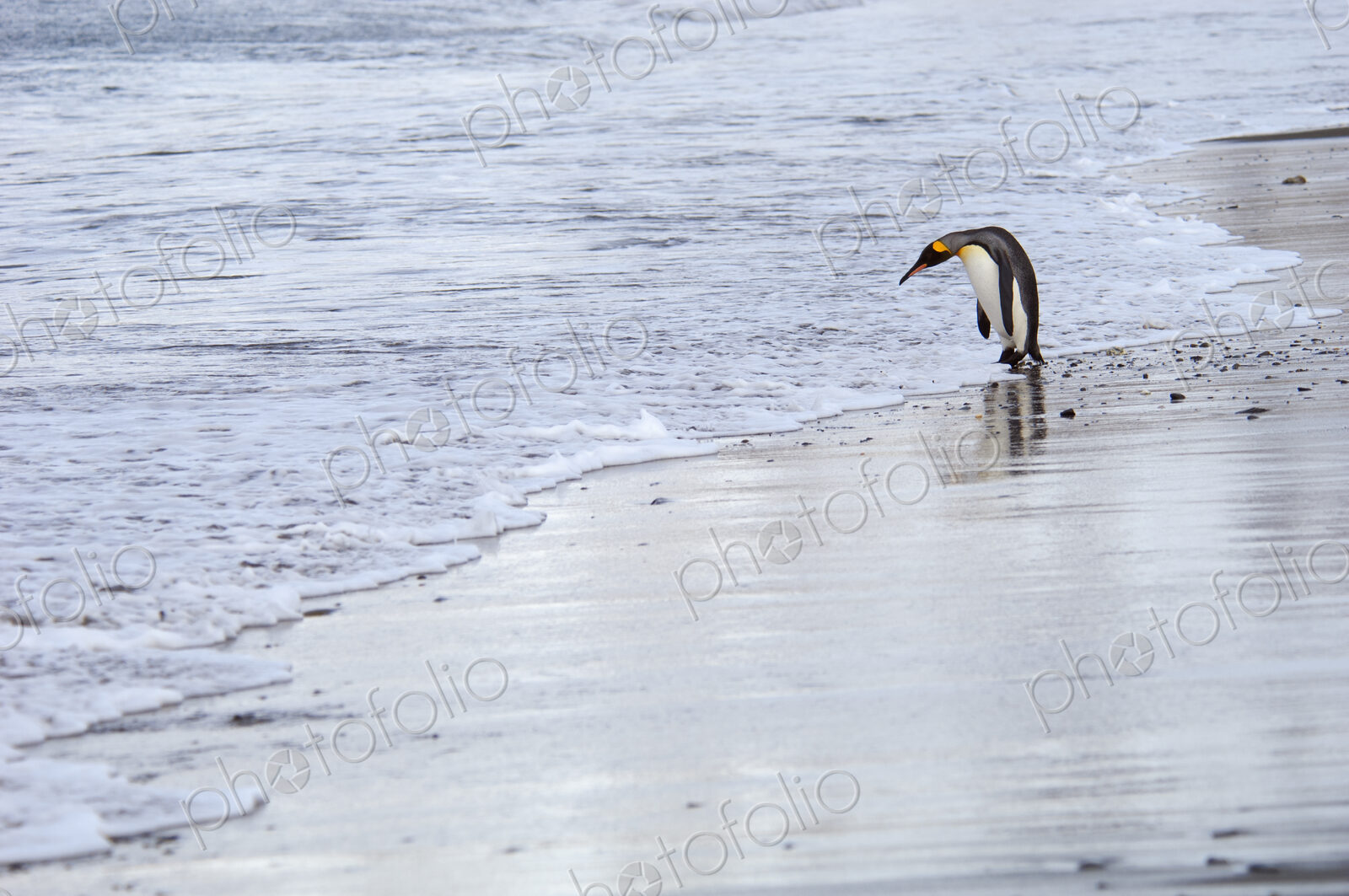 A king penguin, Aptenodytes patagonicus, on an ice floe on the seas surrounding South…