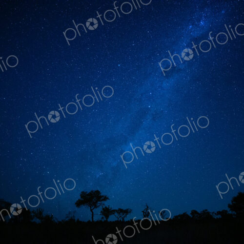A landscape shot at night, silhouetted trees in the foreground and the Milky Way and… A landscape shot at night, silhouetted trees in the foreground and the Milky Way and…