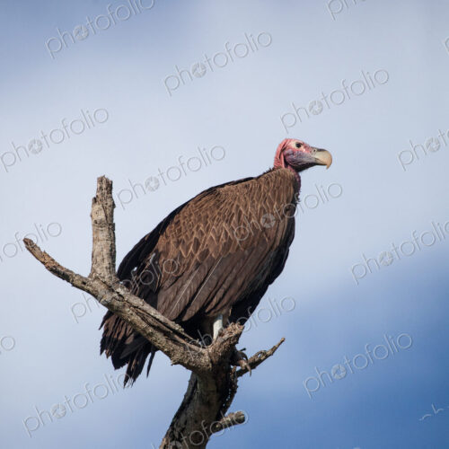 A lappet-faced vulture, Torgos tracheliotos, perched on a branch, blue sky background A lappet-faced vulture, Torgos tracheliotos, perched on a branch, blue sky background