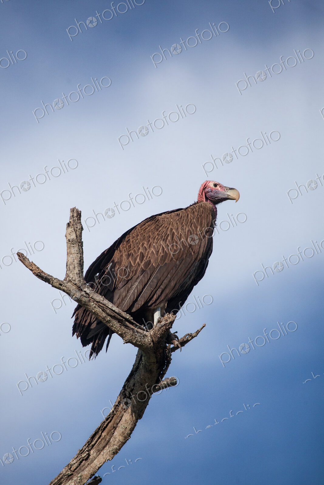 A lappet-faced vulture, Torgos tracheliotos, perched on a branch, blue sky background