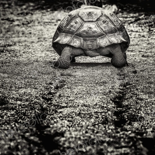 A large Galápagos Tortoise, rear view, walking along a muddy path. A large Galápagos Tortoise, rear view, walking along a muddy path.