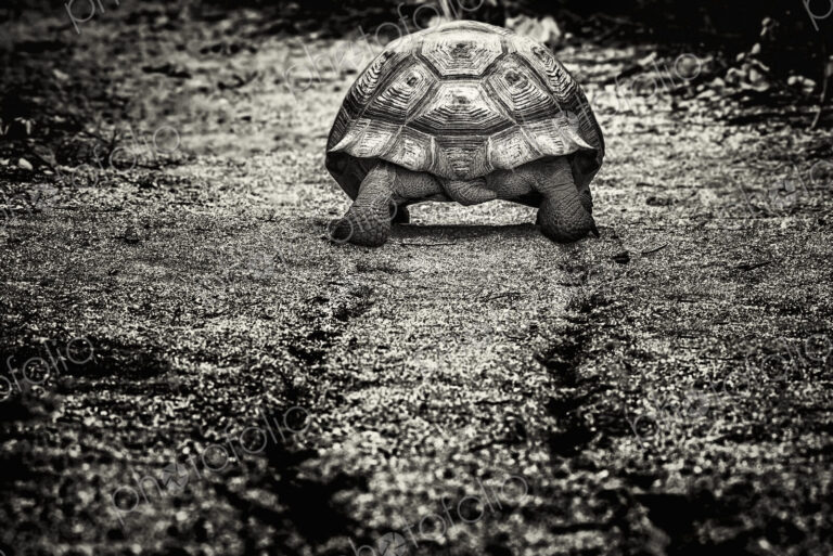 A large Galápagos Tortoise, rear view, walking along a muddy path.