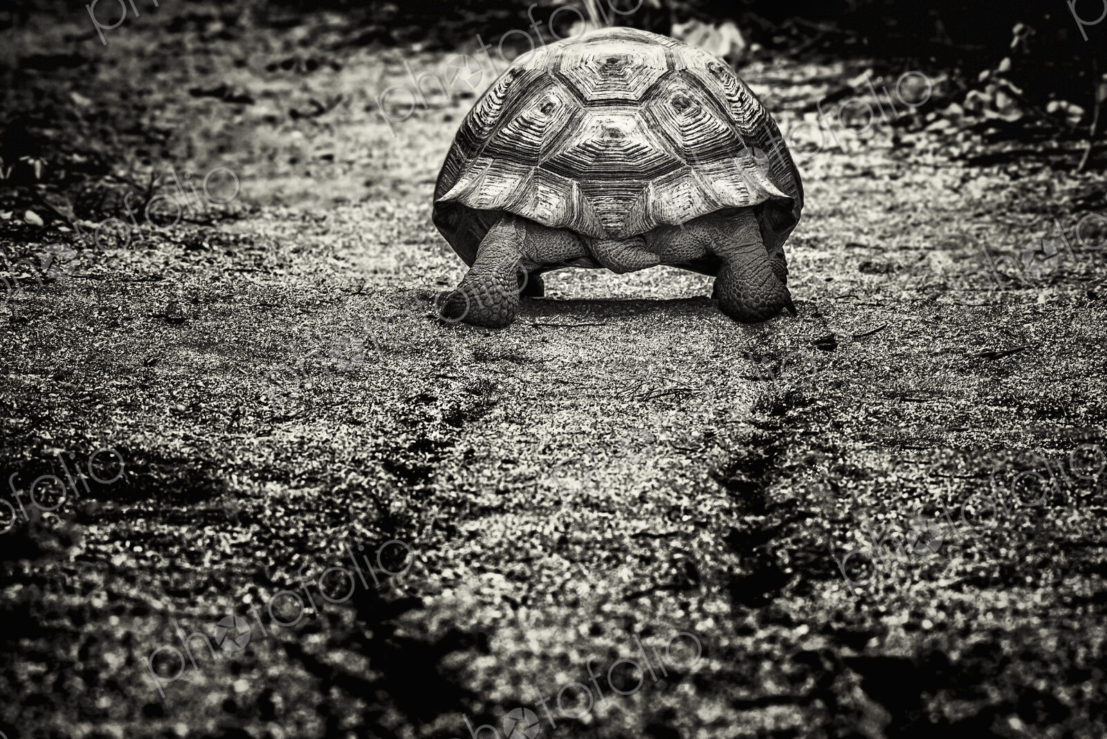 A large Galápagos Tortoise, rear view, walking along a muddy path.
