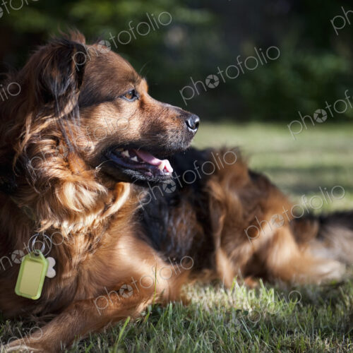 A large brown dog lying on the grass turning its head to look about. A collar and… A large brown dog lying on the grass turning its head to look about. A collar and…