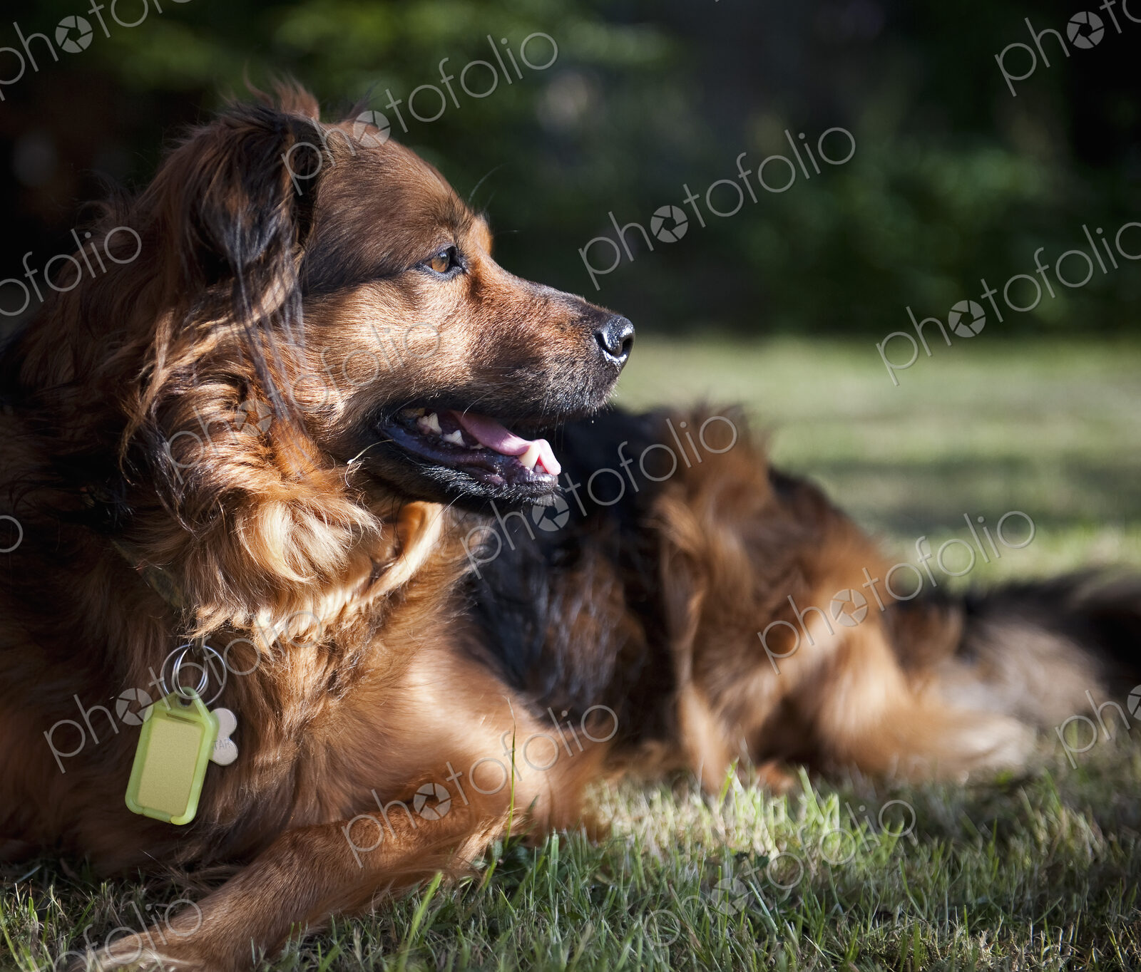 A large brown dog lying on the grass turning its head to look about. A collar and…