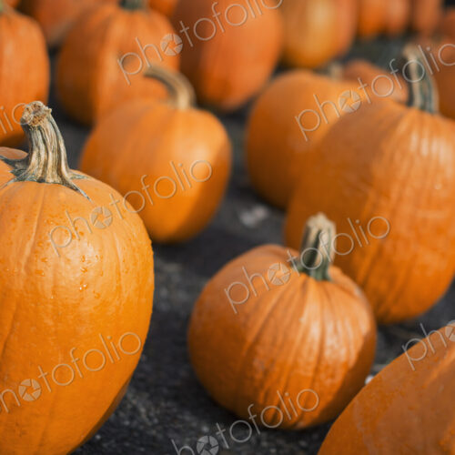 A large collection of pumpkins set out to harden off. A large collection of pumpkins set out to harden off.
