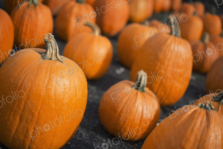 A large collection of pumpkins set out to harden off.