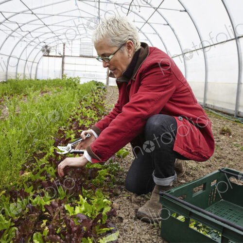 A large commercial horticultural polytunnel with fans in the ceiling, and plants… A large commercial horticultural polytunnel with fans in the ceiling, and plants…