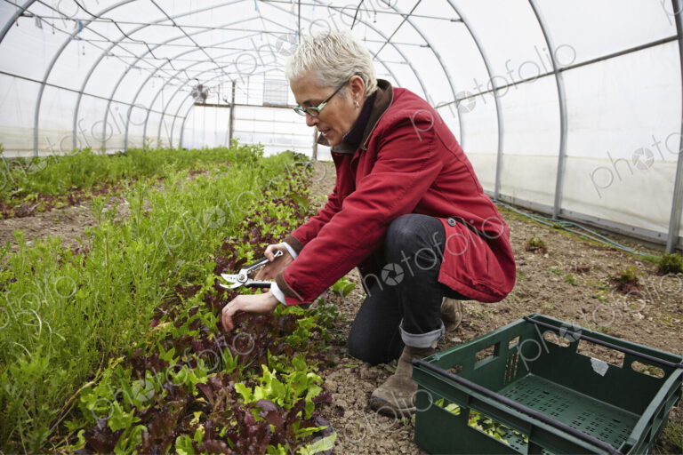 A large commercial horticultural polytunnel with fans in the ceiling, and plants…