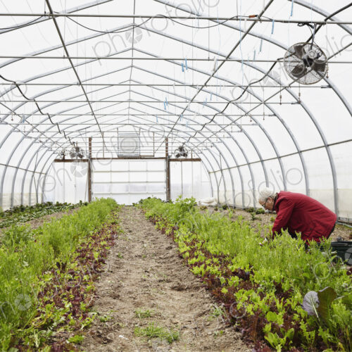 A large commercial horticultural polytunnel with fans in the ceiling, and plants… A large commercial horticultural polytunnel with fans in the ceiling, and plants…