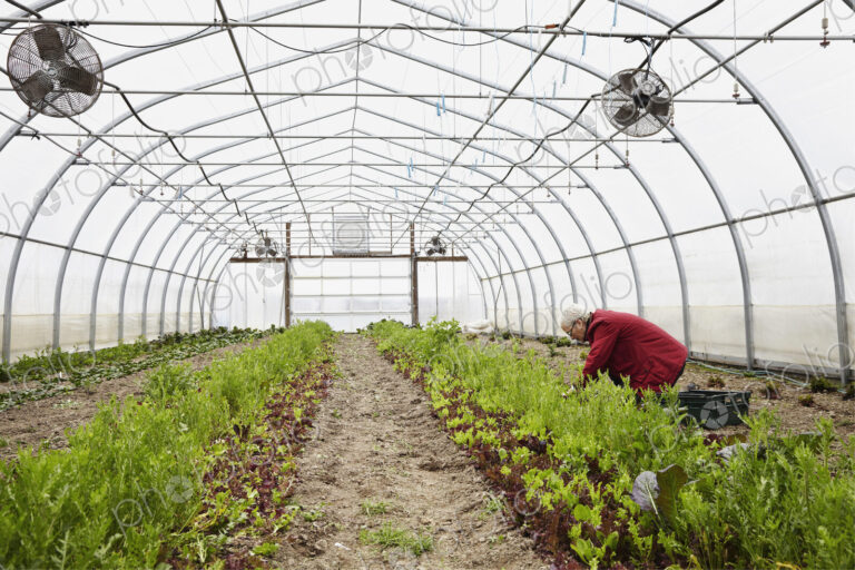 A large commercial horticultural polytunnel with fans in the ceiling, and plants…
