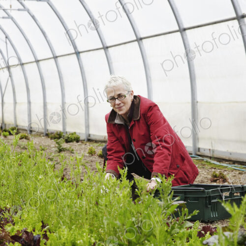 A large commercial horticultural polytunnel with fans in the ceiling, and plants… A large commercial horticultural polytunnel with fans in the ceiling, and plants…