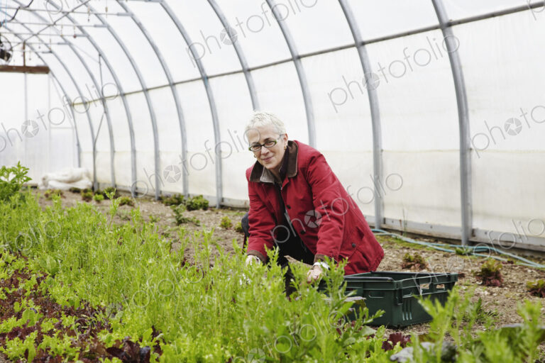 A large commercial horticultural polytunnel with fans in the ceiling, and plants…