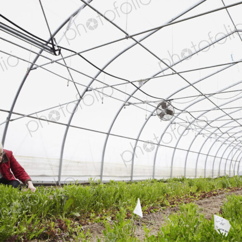A large commercial horticultural polytunnel with fans in the ceiling, and plants… A large commercial horticultural polytunnel with fans in the ceiling, and plants…