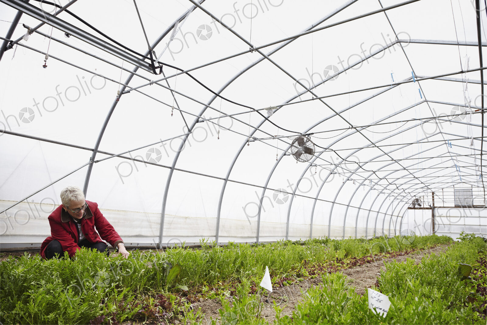 A large commercial horticultural polytunnel with fans in the ceiling, and plants…