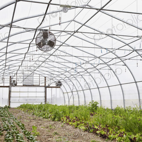 A large commercial horticultural polytunnel with fans in the ceiling, and plants… A large commercial horticultural polytunnel with fans in the ceiling, and plants…