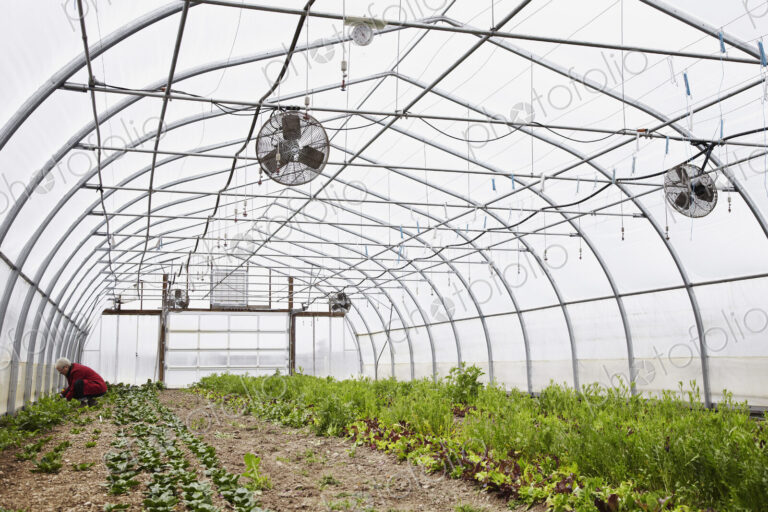 A large commercial horticultural polytunnel with fans in the ceiling, and plants…