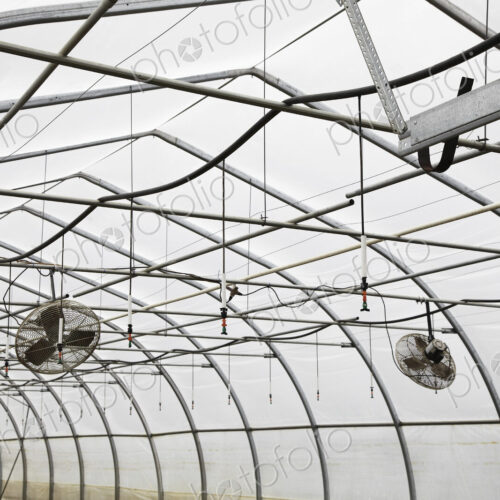 A large commercial plant nursery, polytunnel. Fans in the roof to aid circulation. A large commercial plant nursery, polytunnel. Fans in the roof to aid circulation.