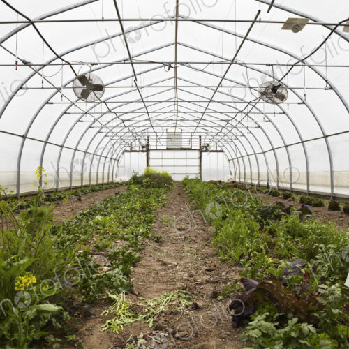 A large commercial plant nursery, polytunnel. Plants in rows, under cover. A large commercial plant nursery, polytunnel. Plants in rows, under cover.