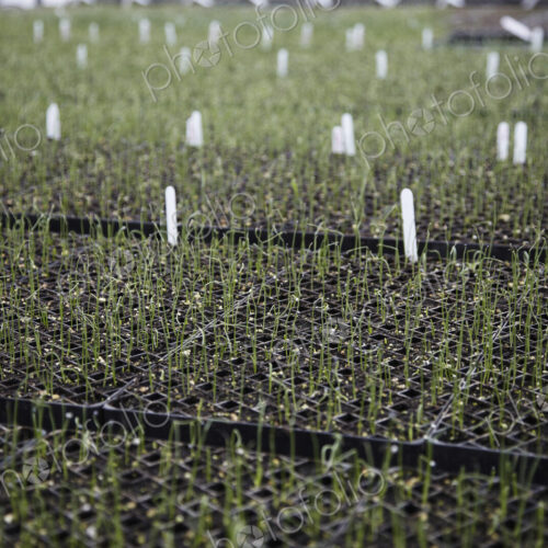 A large commercial plant nursery, polytunnel. Plants in rows, under cover. Plant labels. A large commercial plant nursery, polytunnel. Plants in rows, under cover. Plant labels.