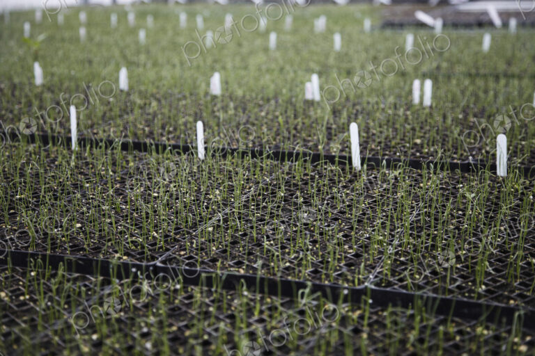 A large commercial plant nursery, polytunnel. Plants in rows, under cover. Plant labels.