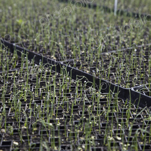 A large commercial plant nursery, polytunnel. Plants in rows, under cover. Plant labels. A large commercial plant nursery, polytunnel. Plants in rows, under cover. Plant labels.