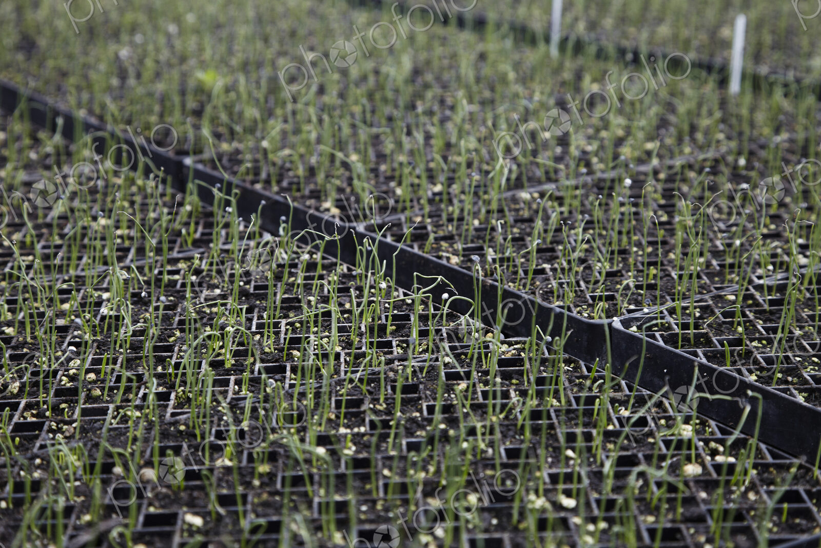 A large commercial plant nursery, polytunnel. Plants in rows, under cover. Plant labels.