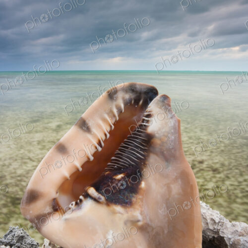 A large conch shell on Ambergris Cay Island, Turks and Caicos Islands A large conch shell on Ambergris Cay Island, Turks and Caicos Islands