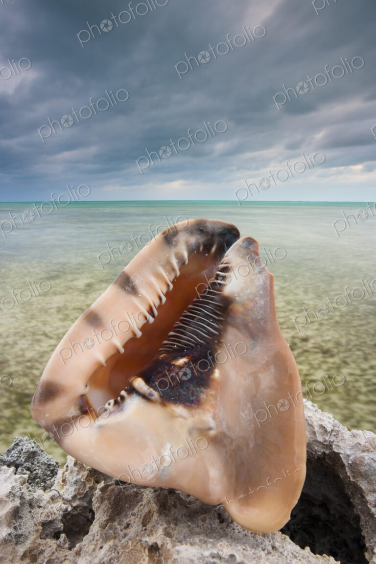 A large conch shell on Ambergris Cay Island, Turks and Caicos Islands
