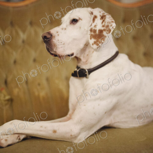 A large dog sitting on a button backed sofa. A large dog sitting on a button backed sofa.