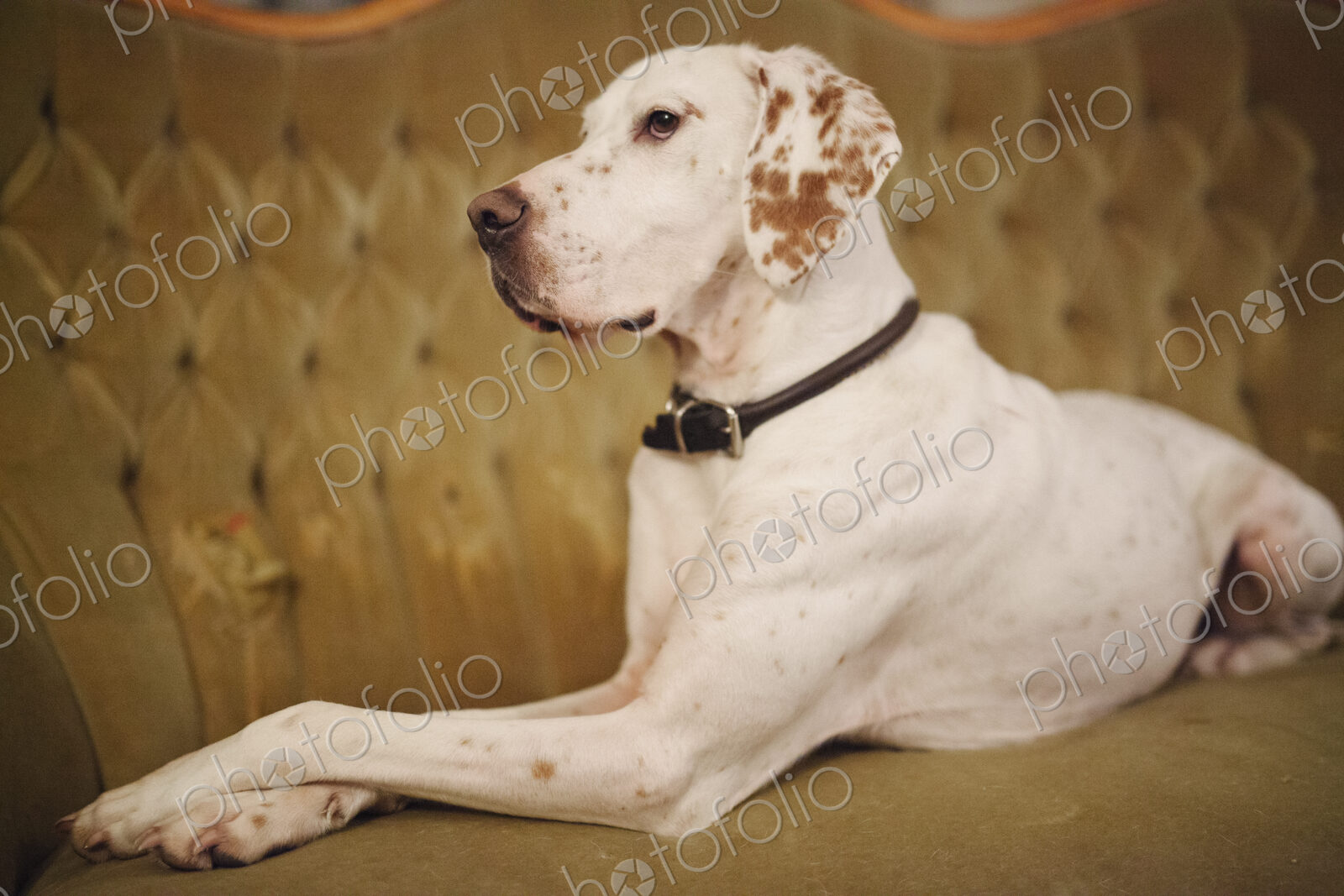 A large dog sitting on a button backed sofa.