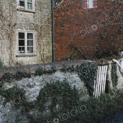 A large dog standing on his back legs looking over a wall.