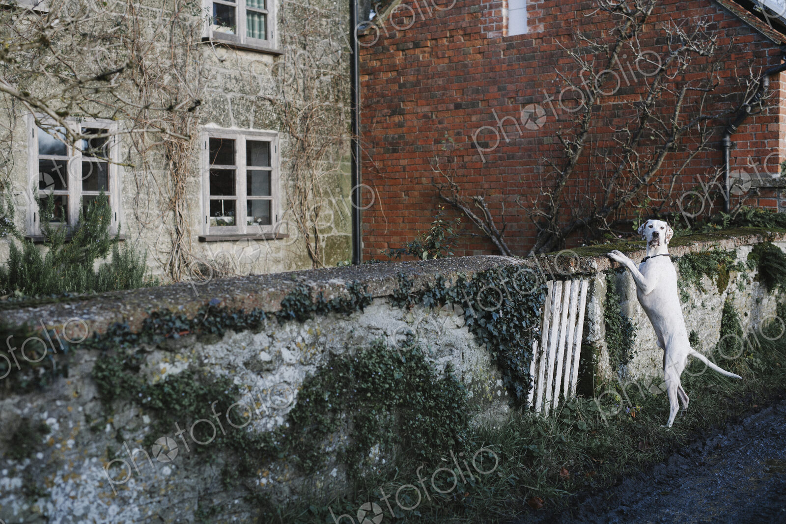 A large dog standing on his back legs looking over a wall.