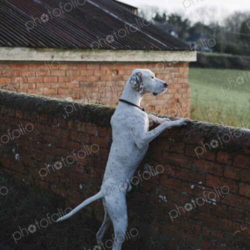 A large dog standing on his back legs looking over a wall. A large dog standing on his back legs looking over a wall.