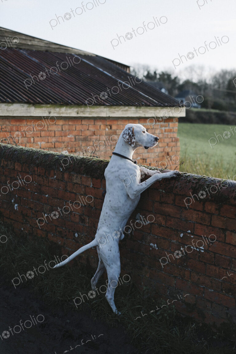 A large dog standing on his back legs looking over a wall.