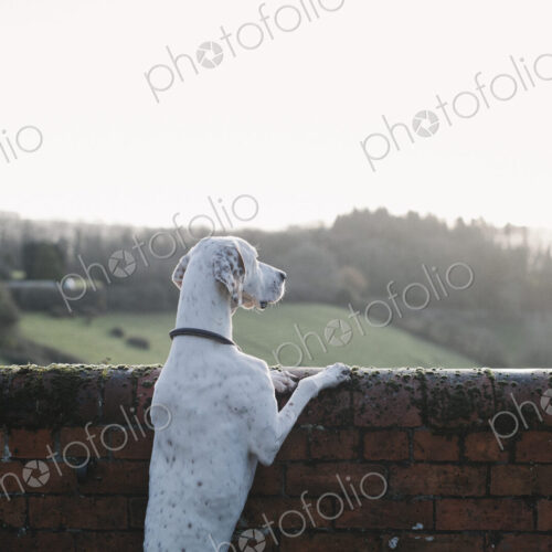 A large dog standing on his back legs looking over a wall. A large dog standing on his back legs looking over a wall.