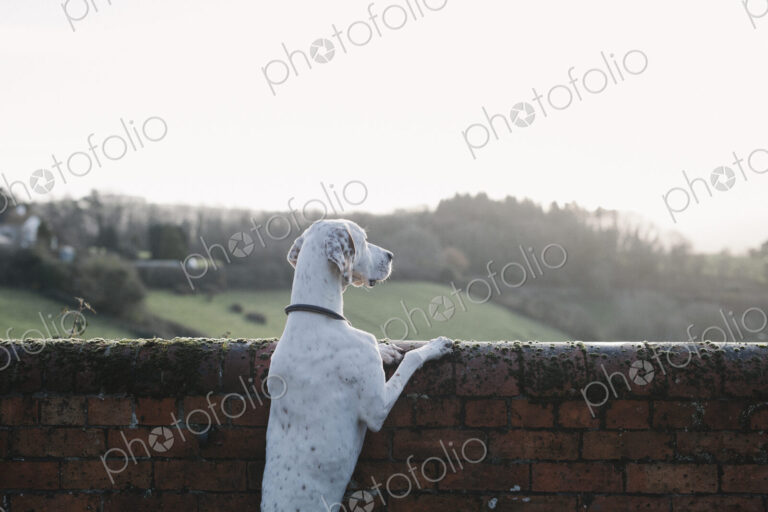 A large dog standing on his back legs looking over a wall.