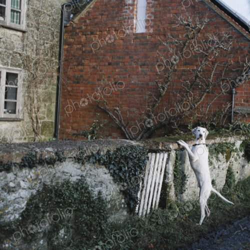 A large dog standing on his back legs looking over a wall. A large dog standing on his back legs looking over a wall.