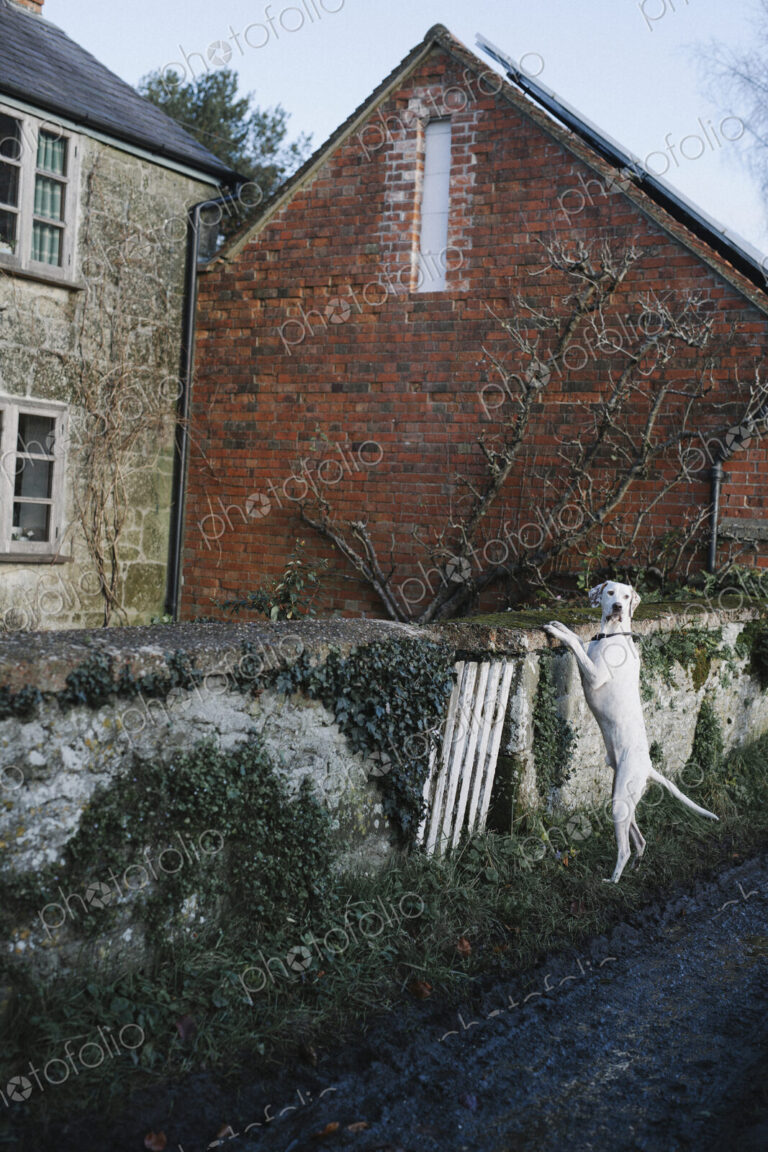 A large dog standing on his back legs looking over a wall.