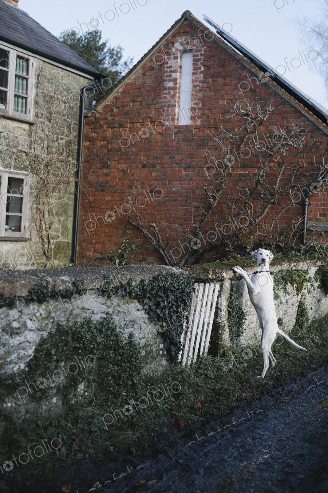 A large dog standing on his back legs looking over a wall.