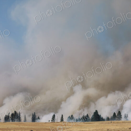 A large forest fire near Ellensburg in Kittitas county. Smoke rising above trees. A large forest fire near Ellensburg in Kittitas county. Smoke rising above trees.