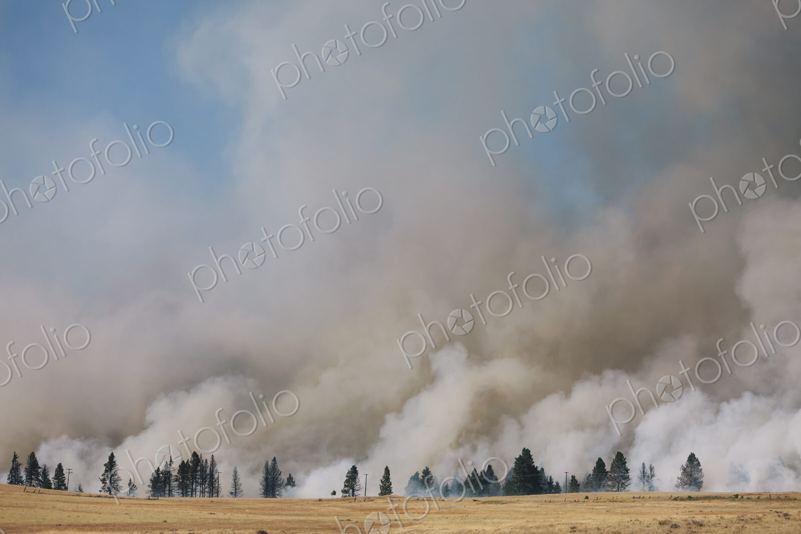 A large forest fire near Ellensburg in Kittitas county. Smoke rising above trees.