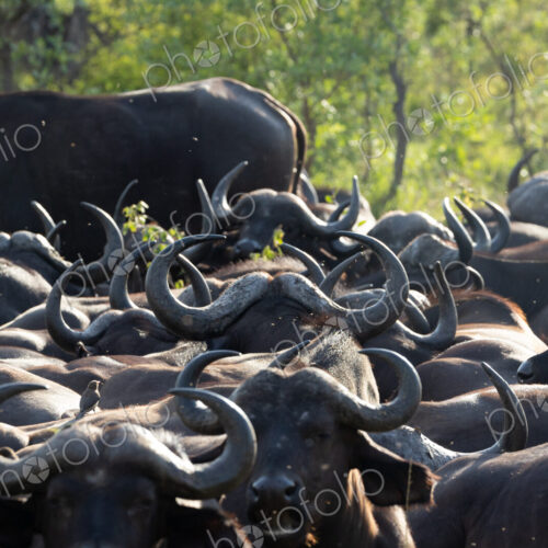 A large heard of buffalo, Syncerus caffer, close up.