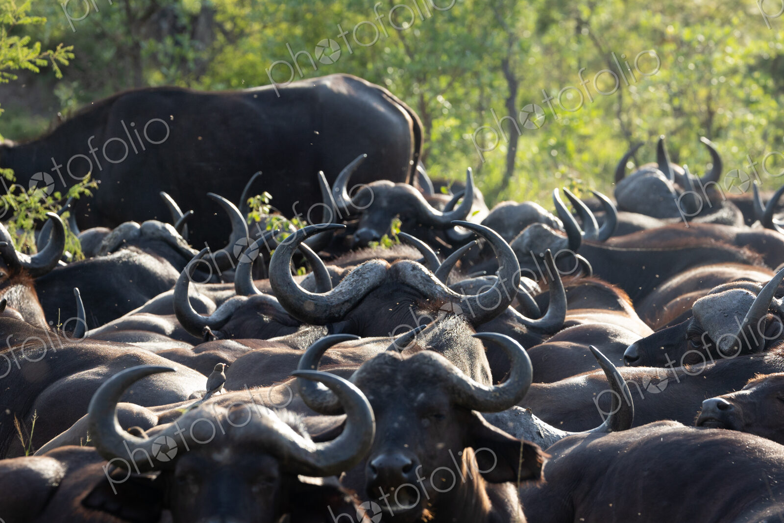 A large heard of buffalo, Syncerus caffer, close up.