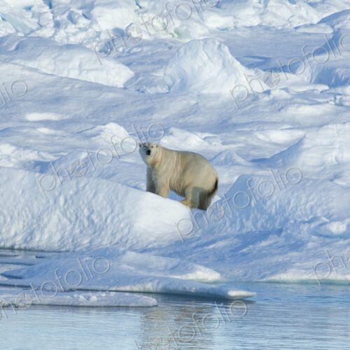 A large polar bear standing among blocks of ice in the canadaian Arctic. A large polar bear standing among blocks of ice in the canadaian Arctic.