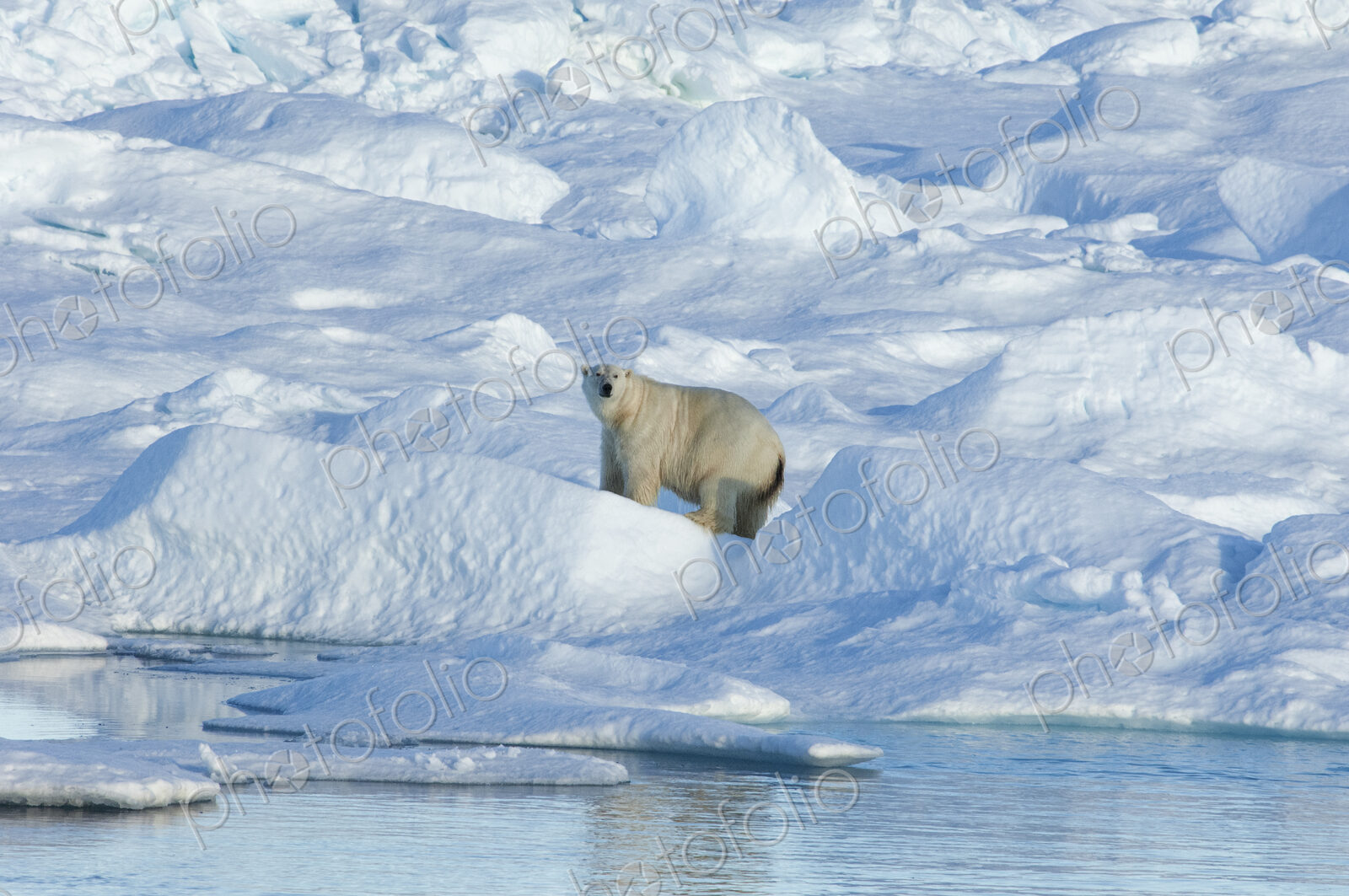 A large polar bear standing among blocks of ice in the canadaian Arctic.