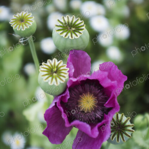 A large purple flowering poppy, Papaver somniferum A large purple flowering poppy, Papaver somniferum