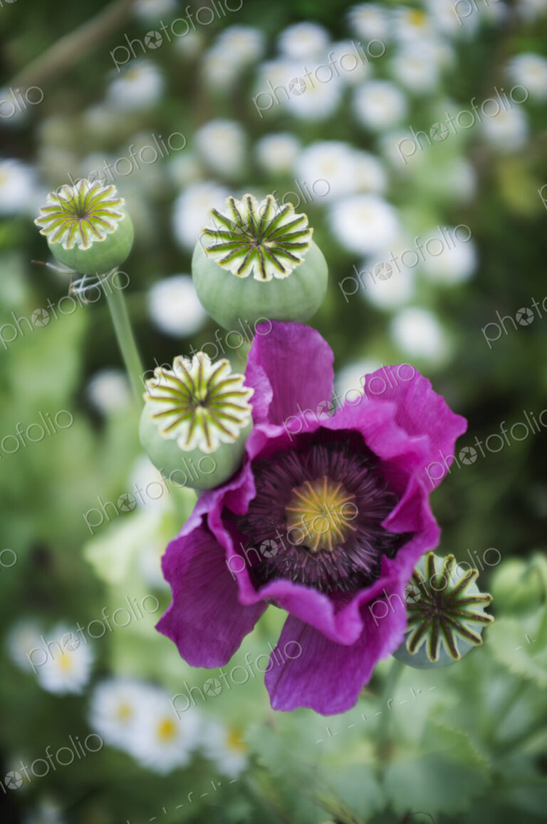A large purple flowering poppy, Papaver somniferum